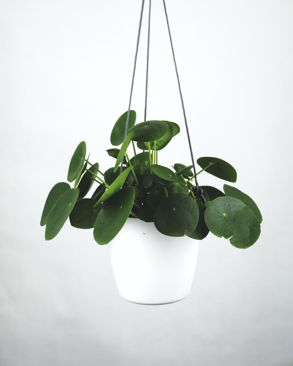 Hanging Plant Wallpapers