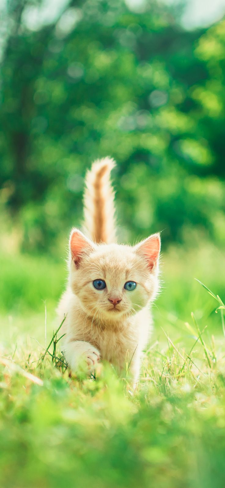 Happy Cat Images Wallpapers