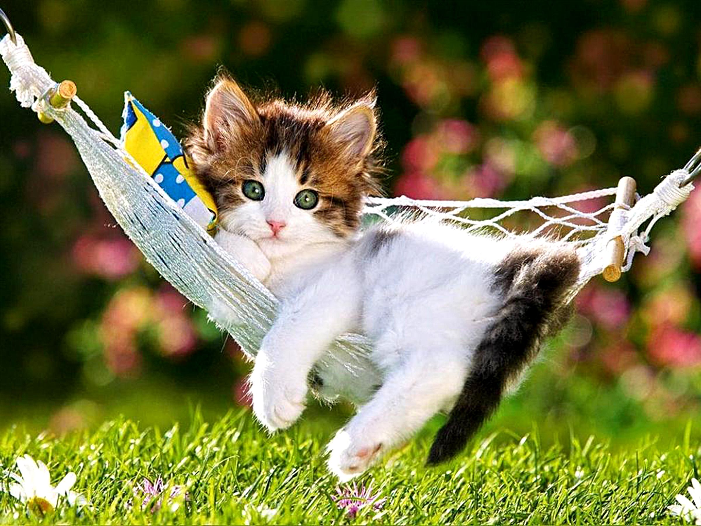 Happy Cat Images Wallpapers