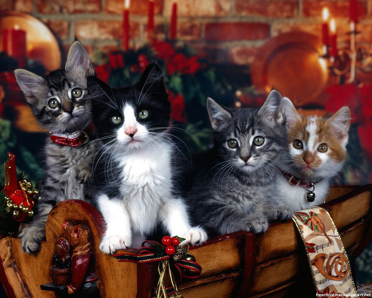 Happy New Year Cats Wallpapers