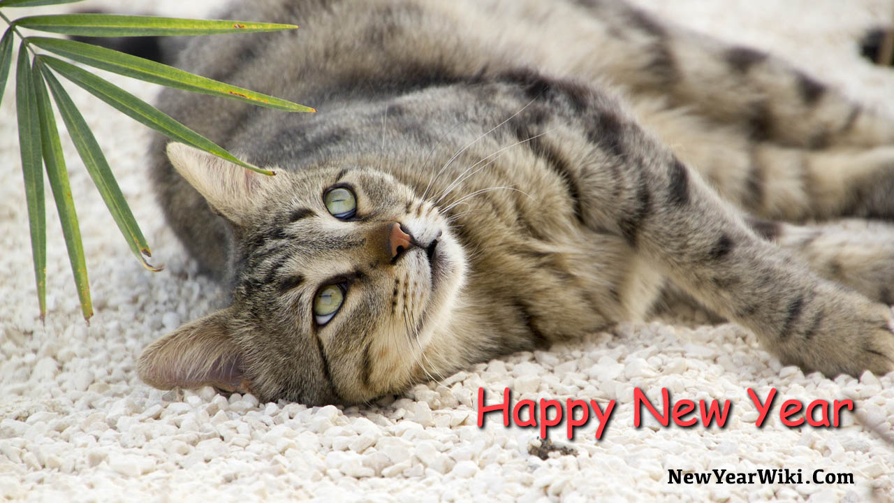 Happy New Year Cats Wallpapers