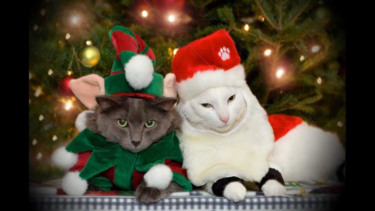 Happy New Year Cats Wallpapers