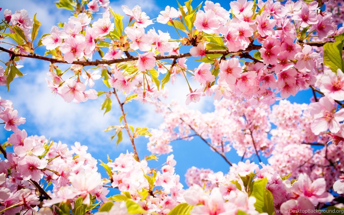 Happy Spring Wallpapers