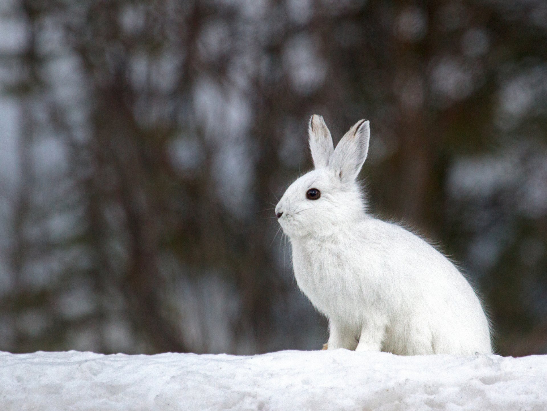 Hare Wallpapers