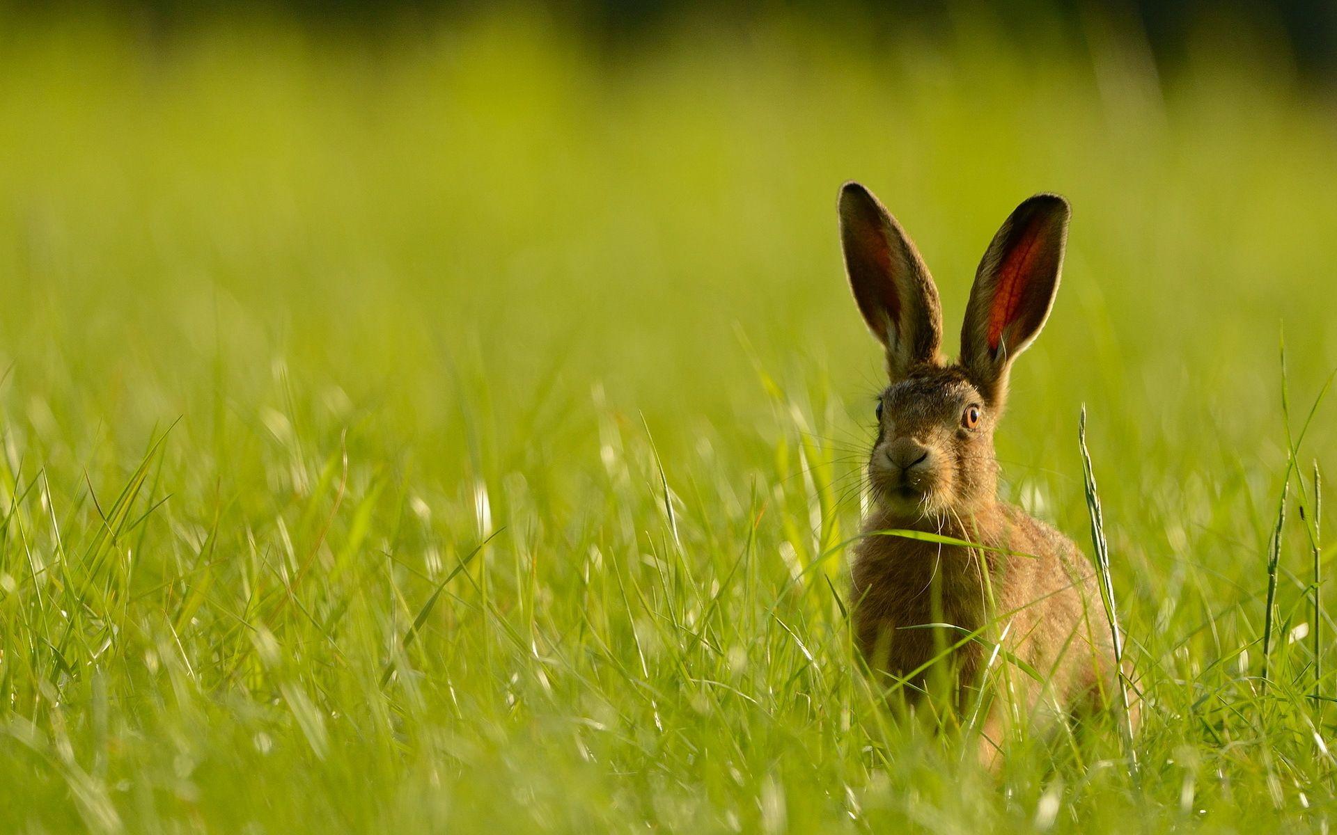 Hare Wallpapers