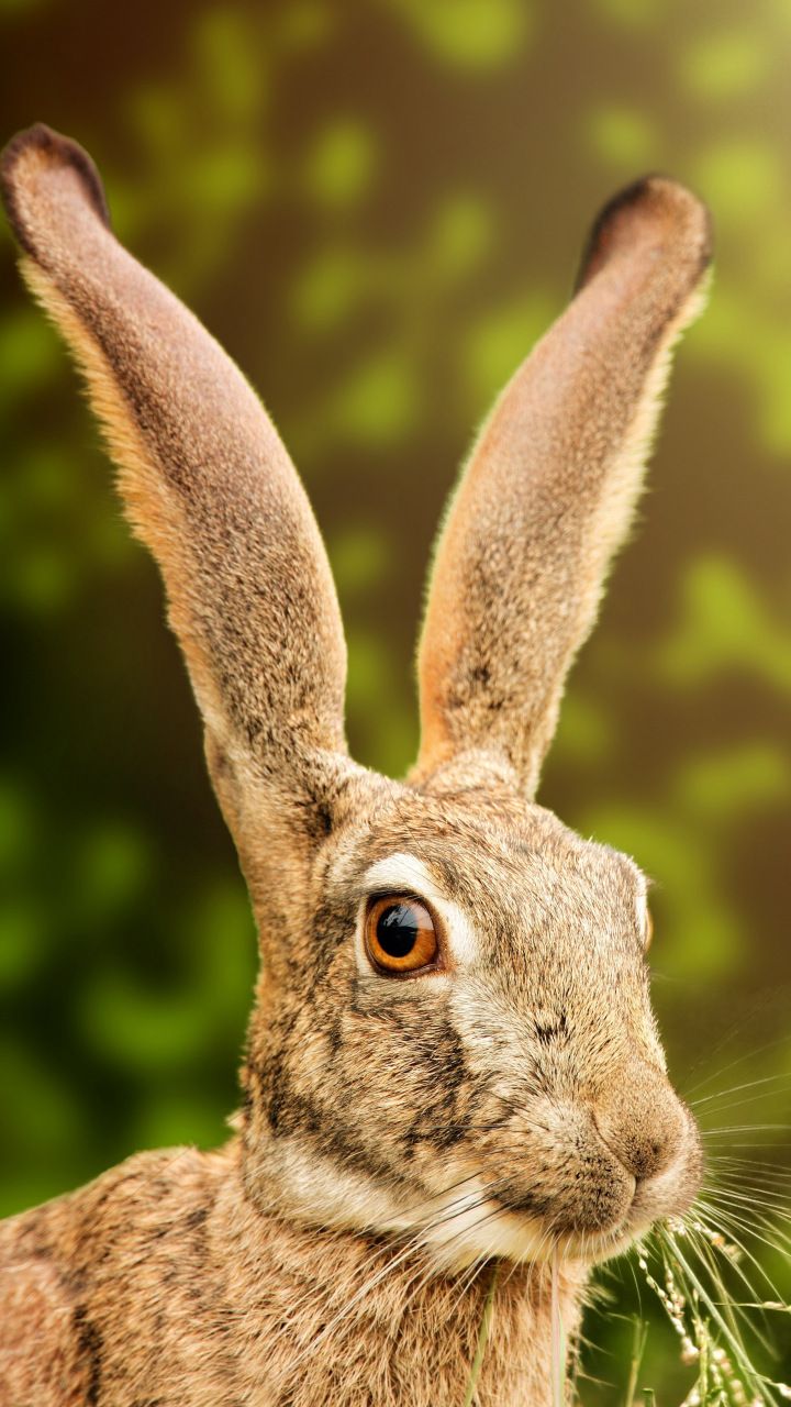 Hare Wallpapers