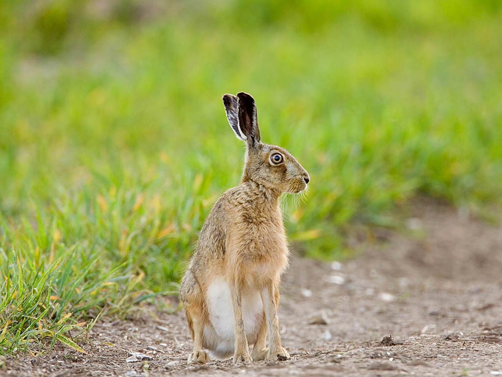 Hare Wallpapers