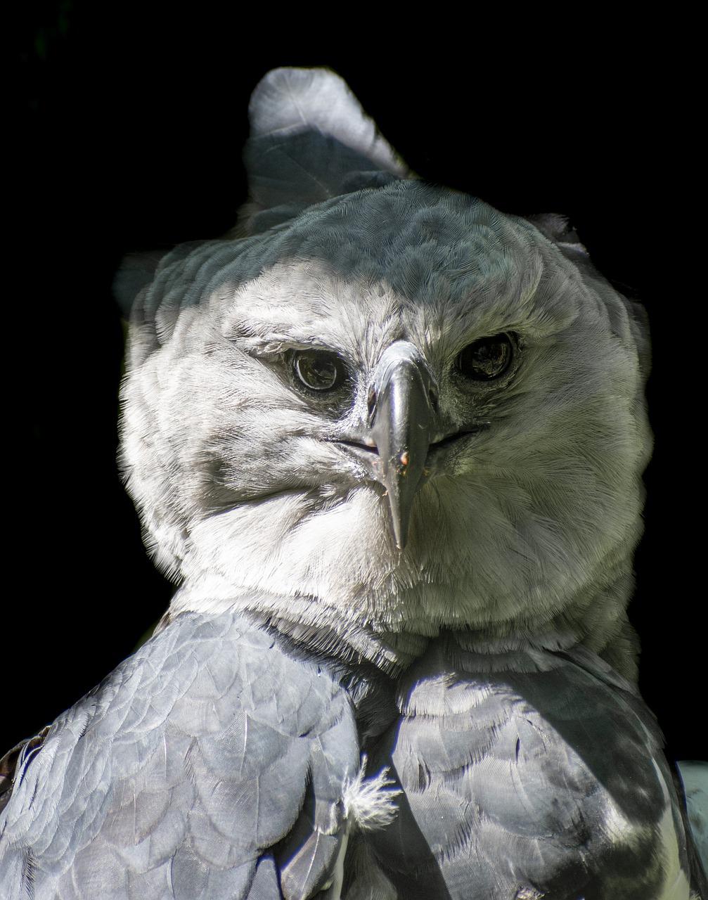 Harpy Eagle Wallpapers