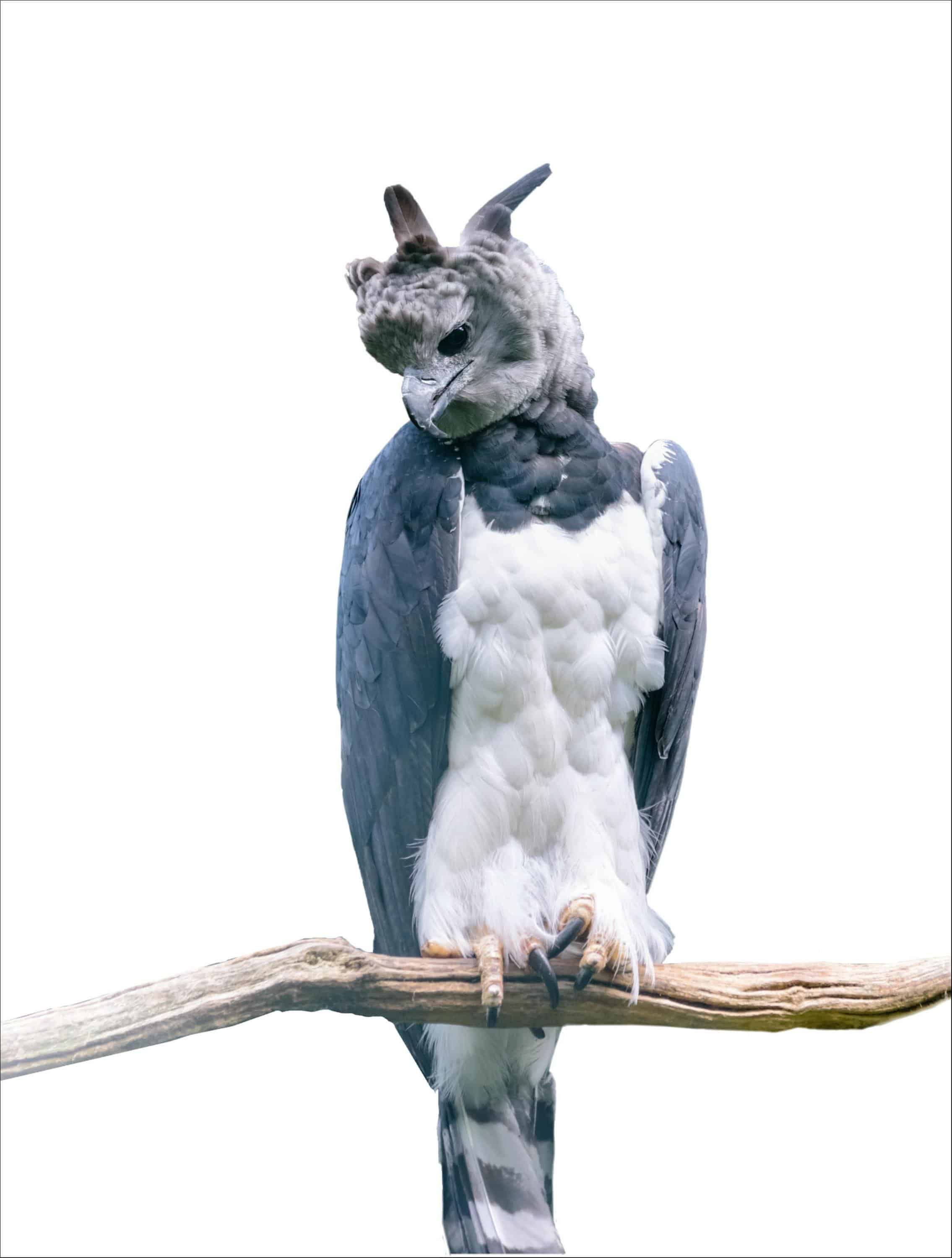 Harpy Eagle Wallpapers