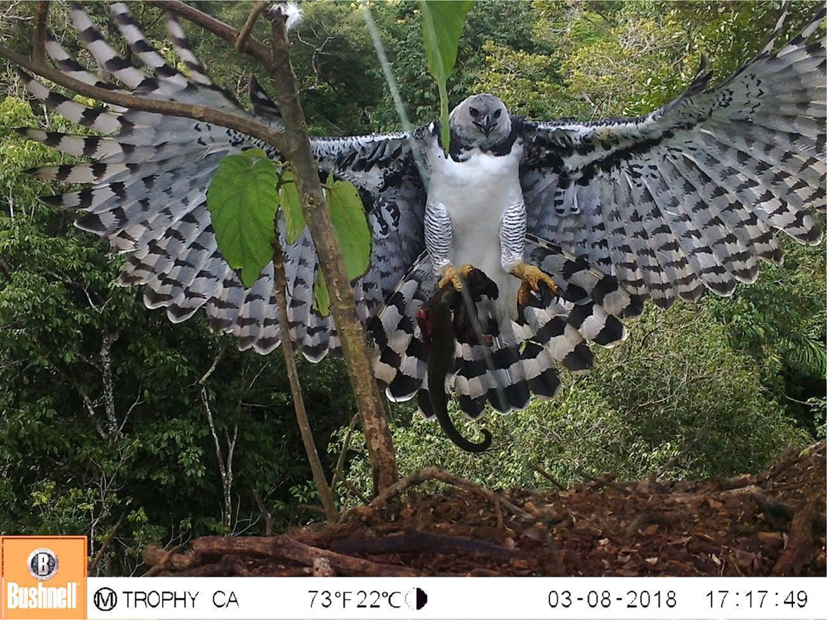 Harpy Eagle Wallpapers