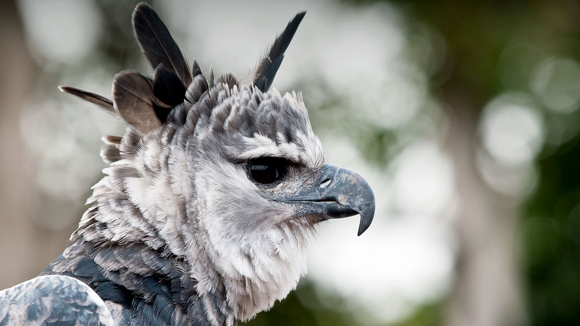 Harpy Eagle Wallpapers