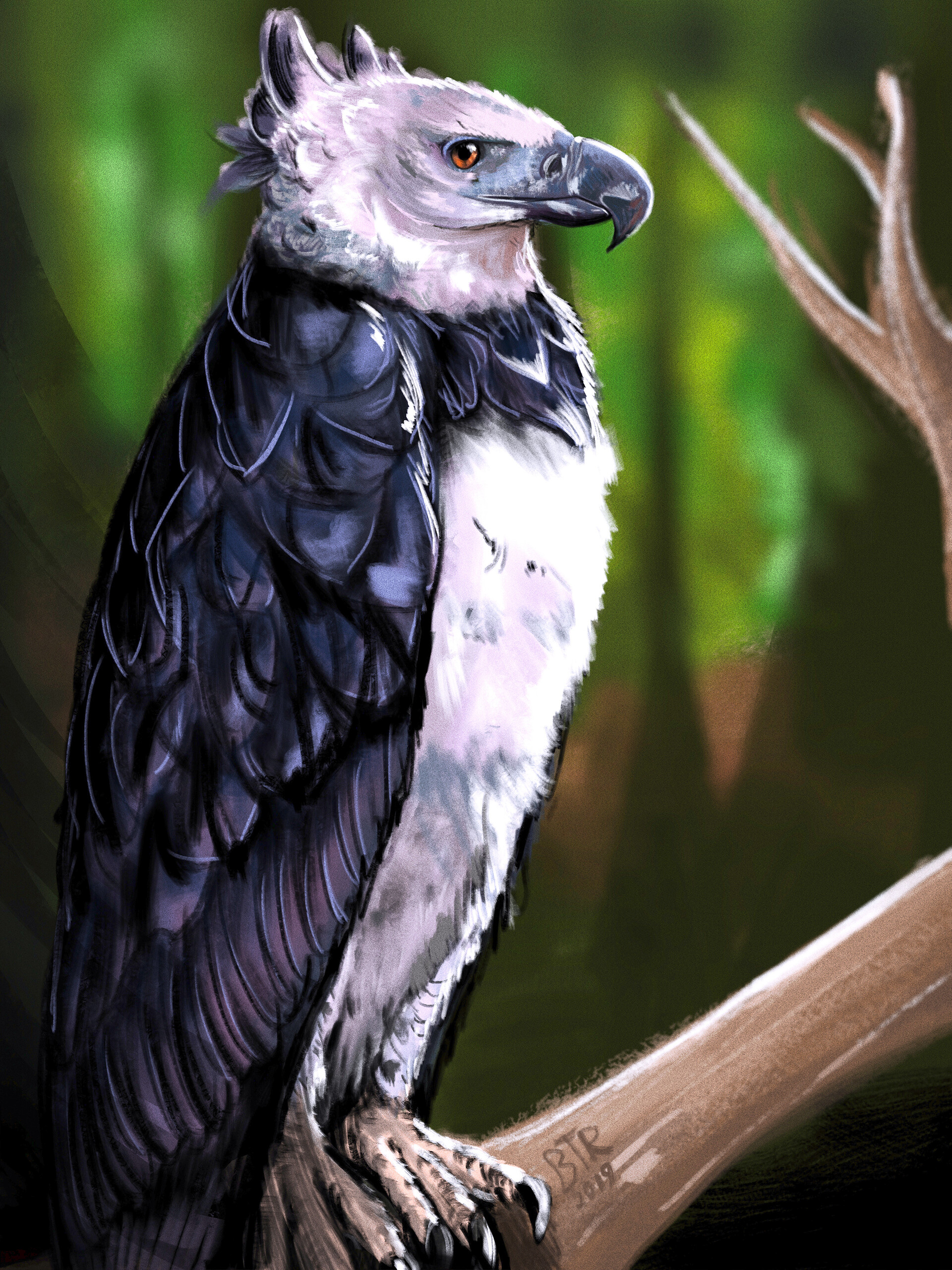 Harpy Eagle Wallpapers