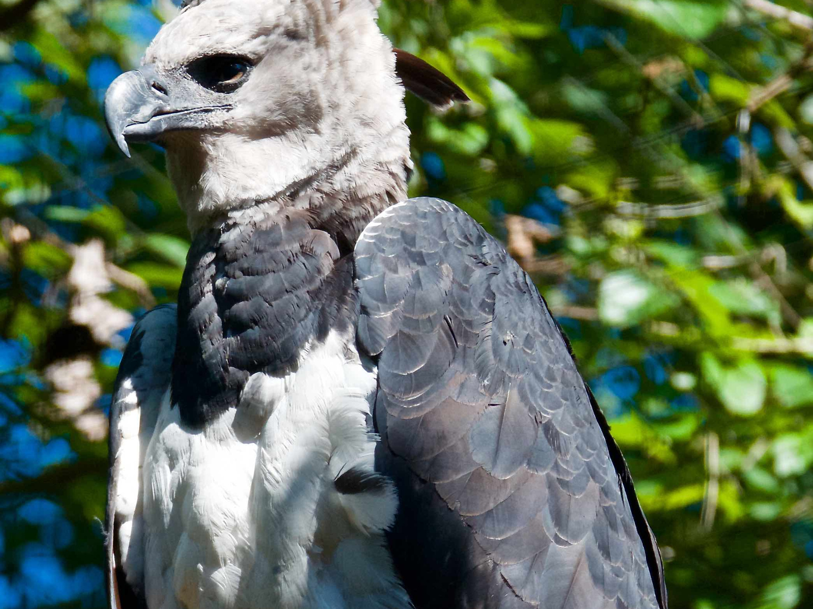 Harpy Eagle Wallpapers