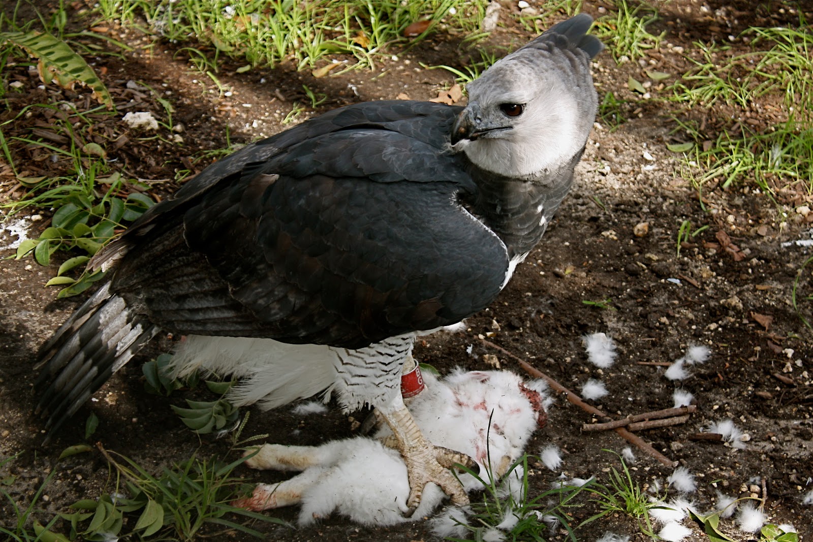 Harpy Eagle Wallpapers