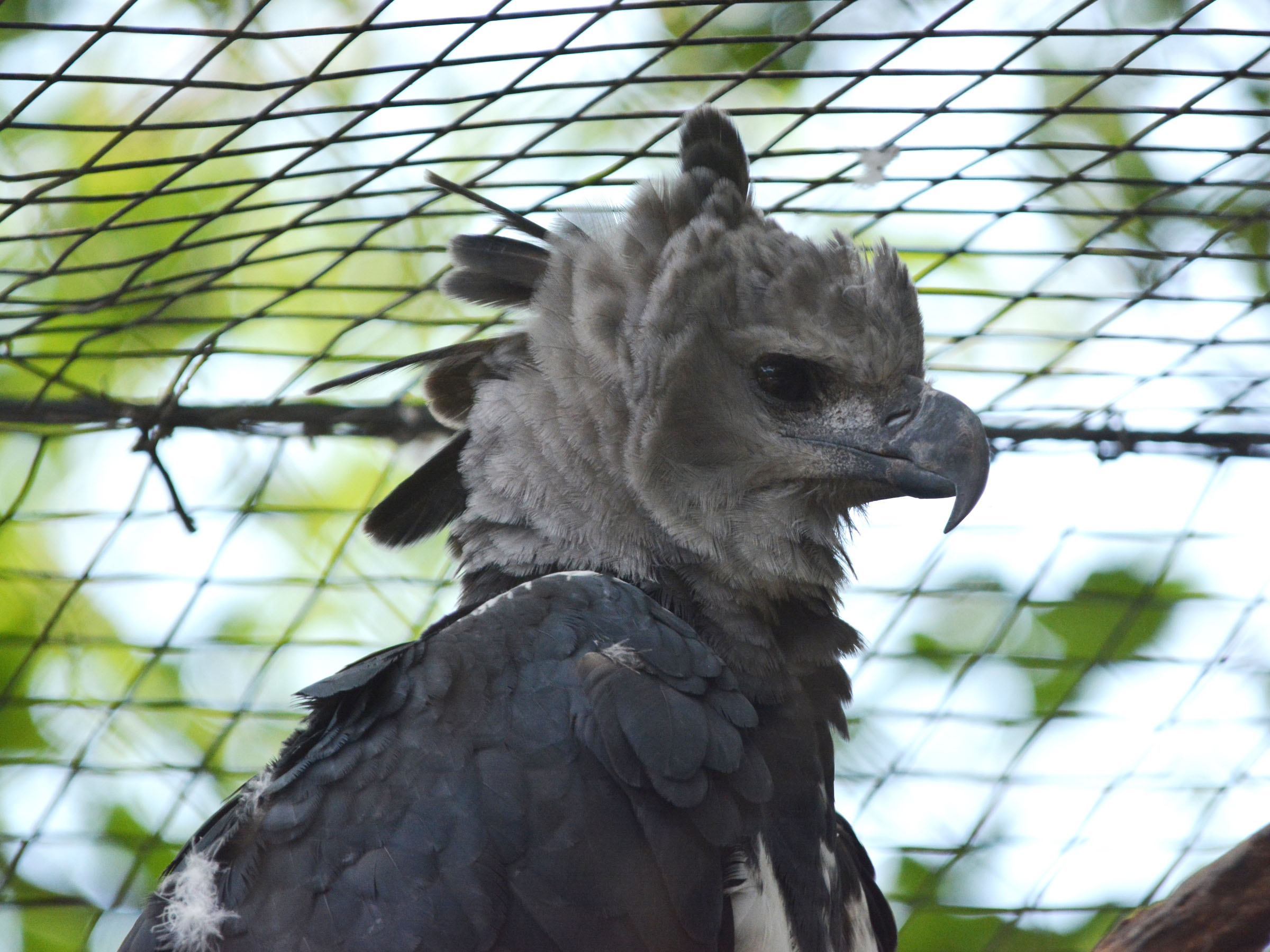 Harpy Eagle Wallpapers