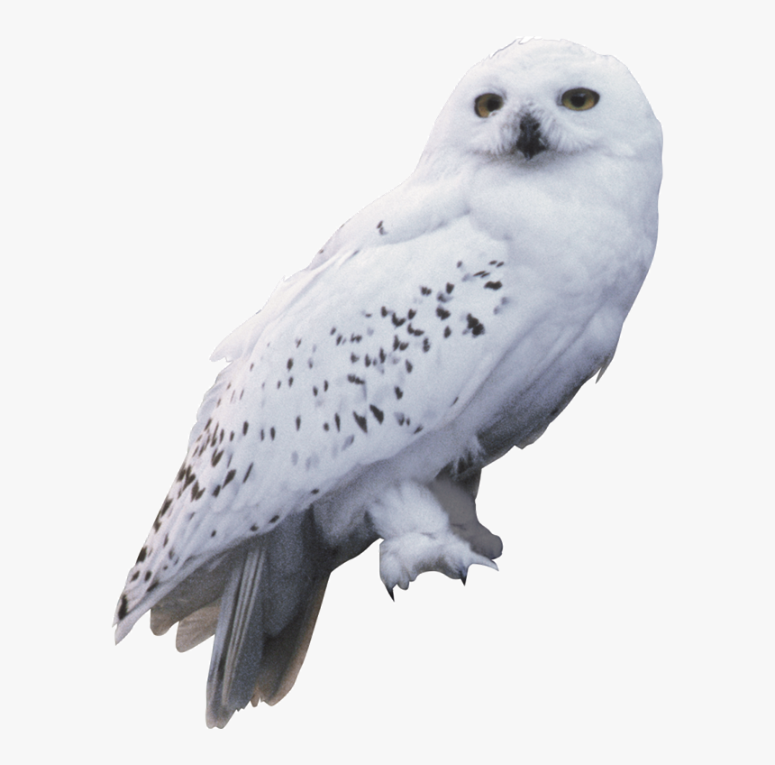 Harry Potter Owl Clipart Wallpapers