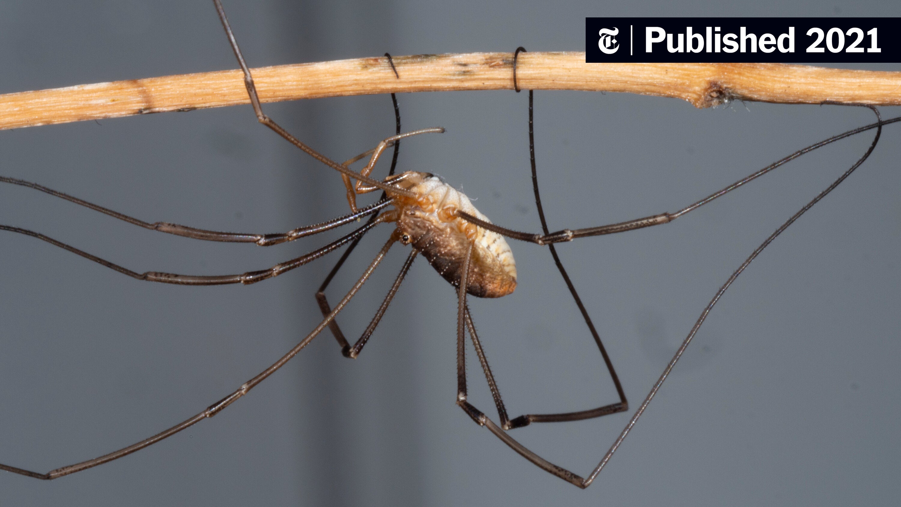 Harvestmen Wallpapers