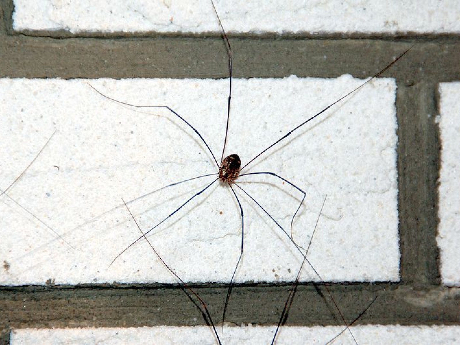 Harvestmen Wallpapers