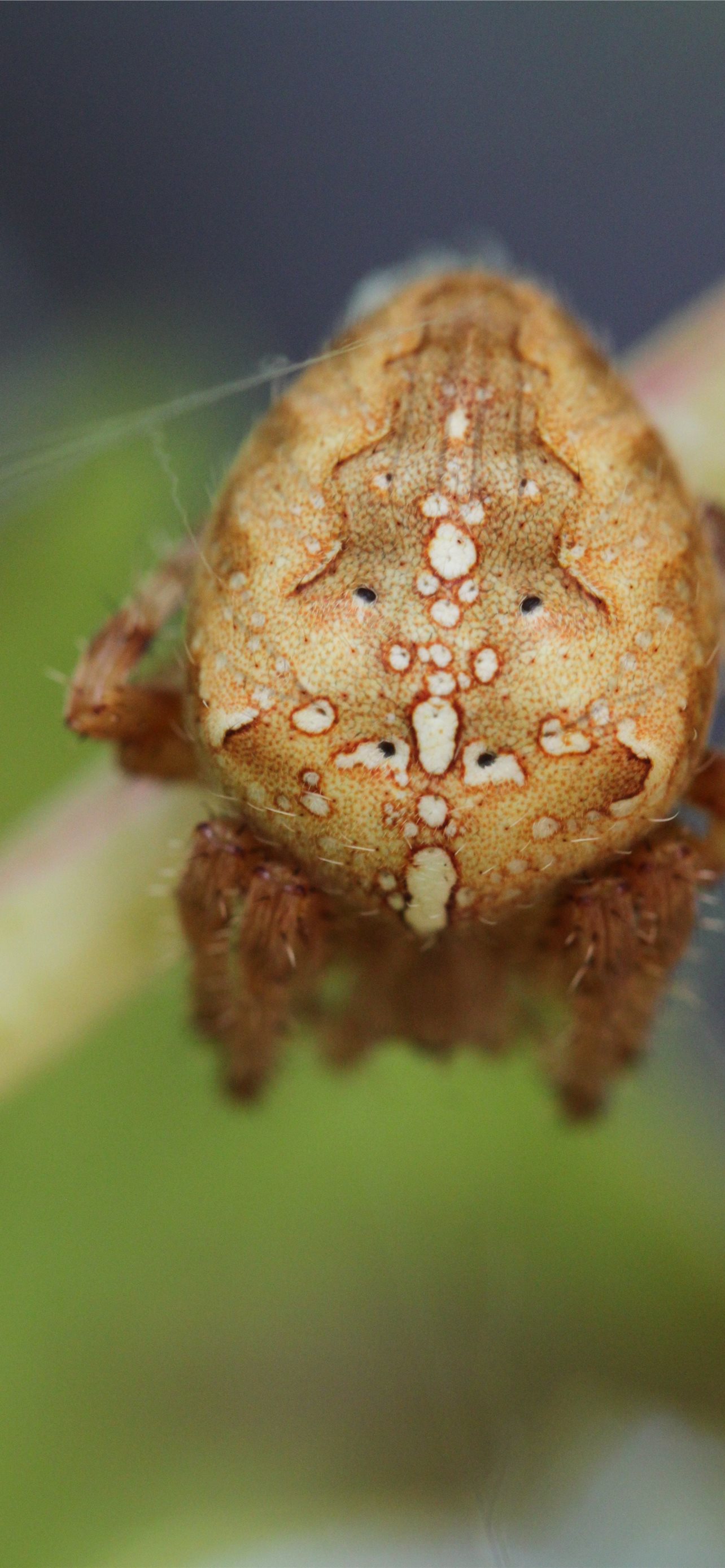 Harvestmen Wallpapers