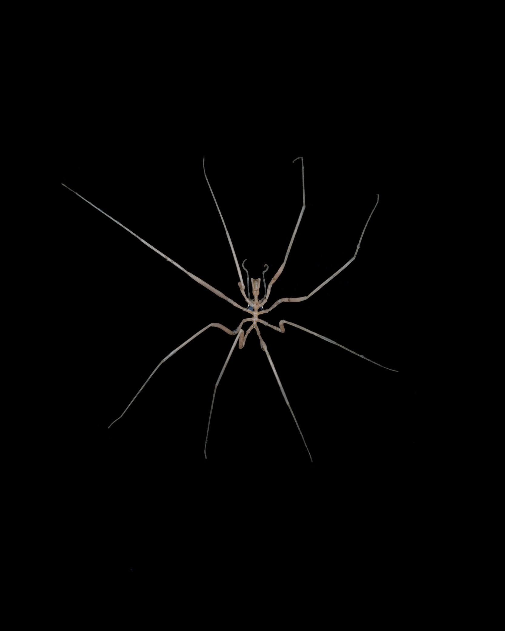 Harvestmen Wallpapers