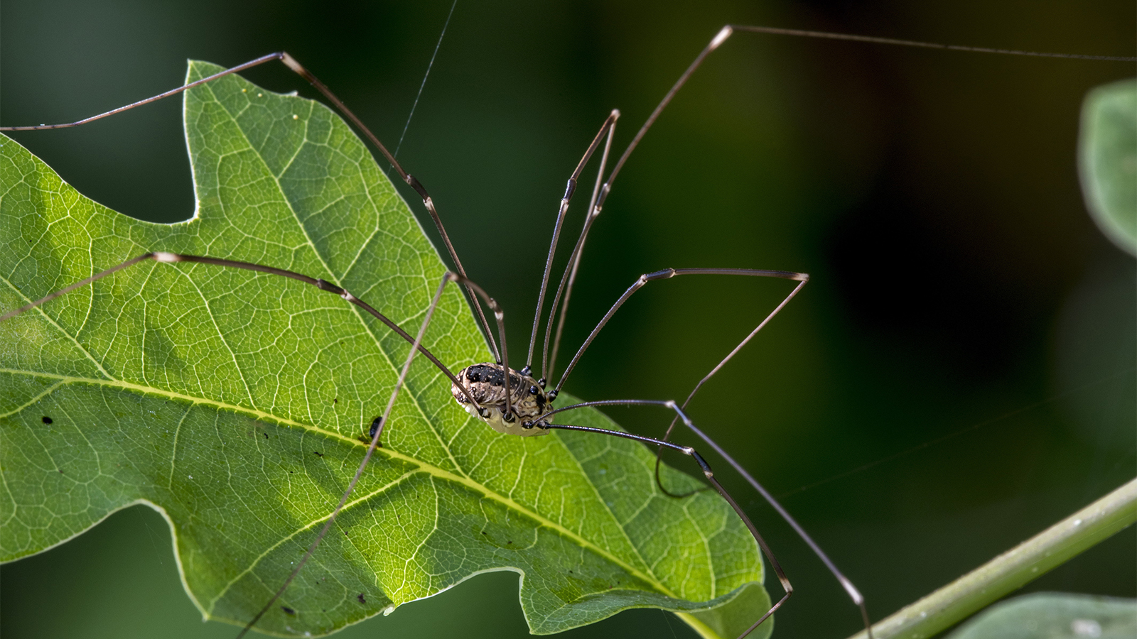 Harvestmen Wallpapers