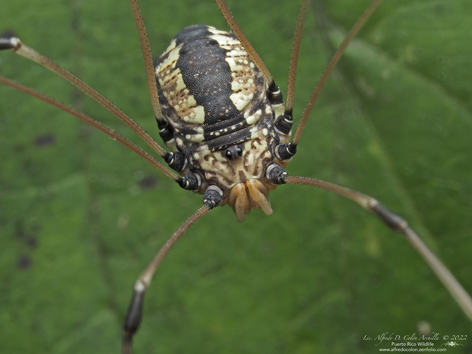 Harvestmen Wallpapers