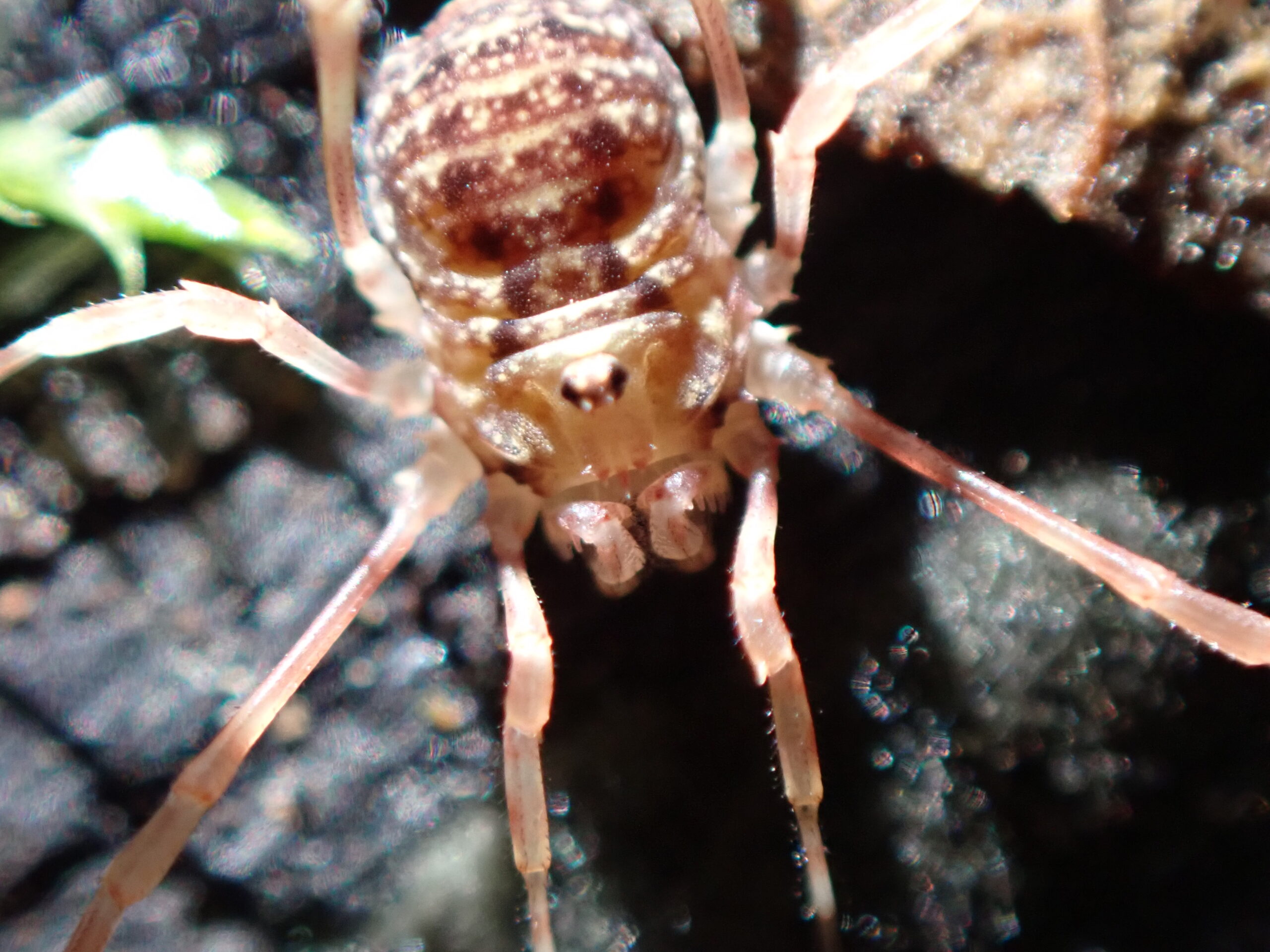 Harvestmen Wallpapers