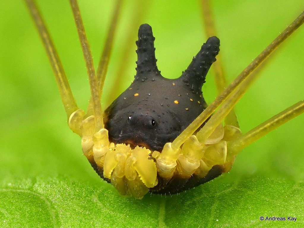 Harvestmen Wallpapers