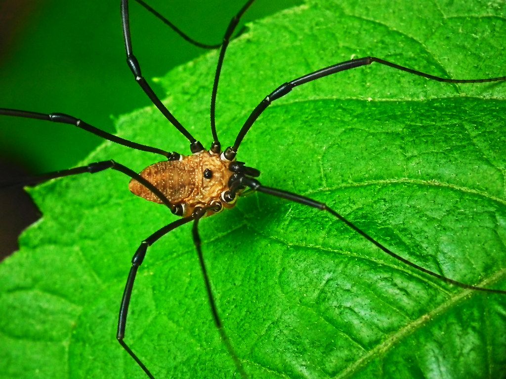 Harvestmen Wallpapers