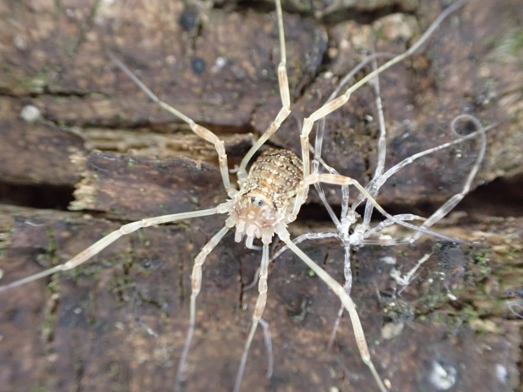 Harvestmen Wallpapers