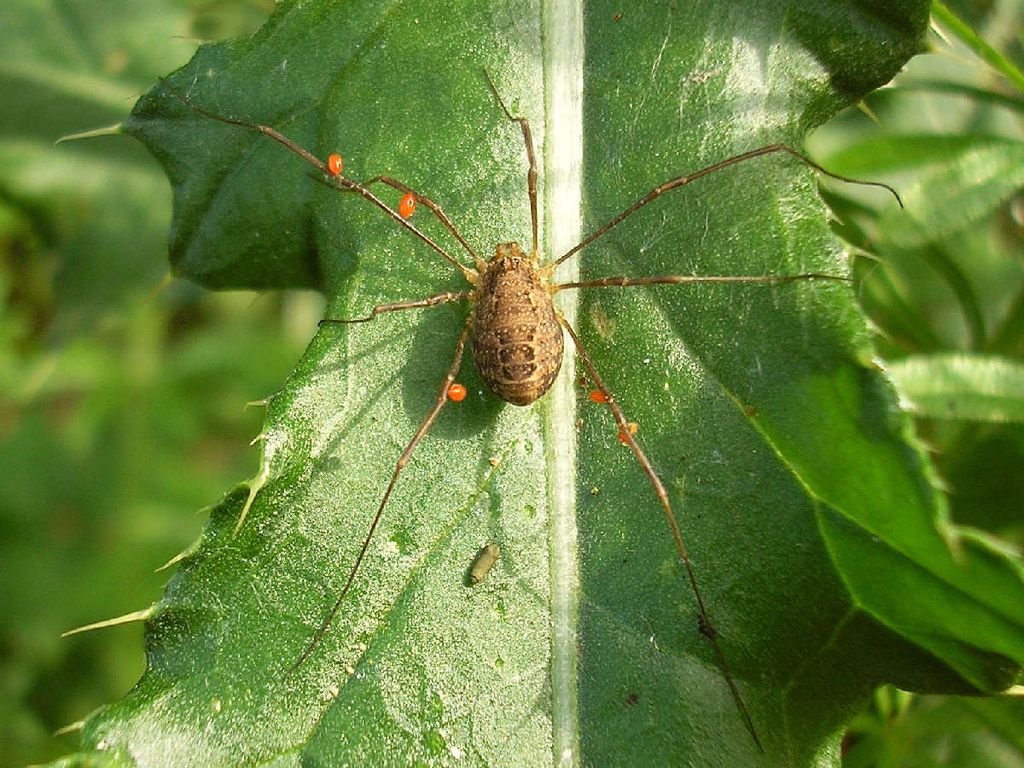 Harvestmen Wallpapers