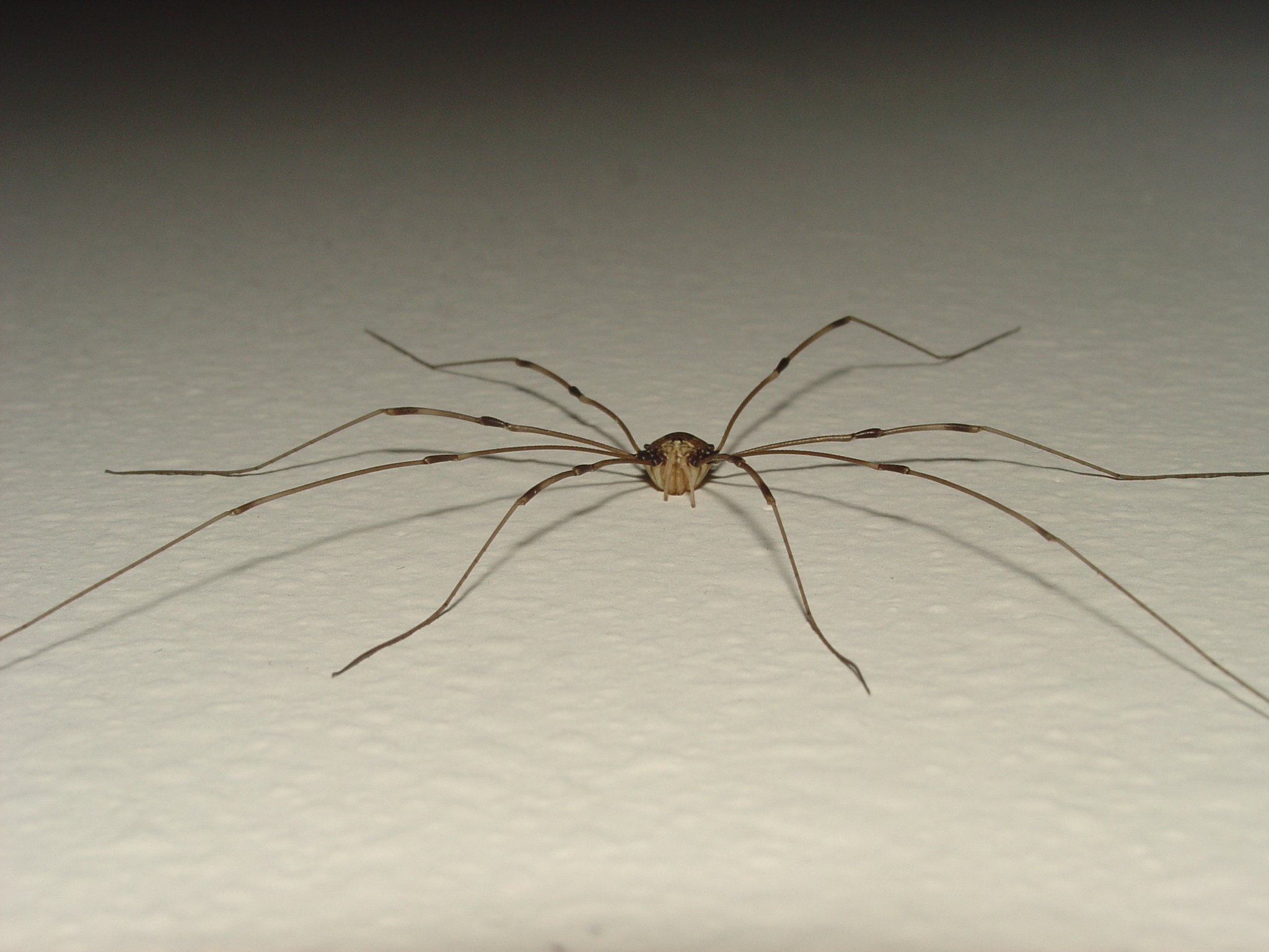 Harvestmen Wallpapers