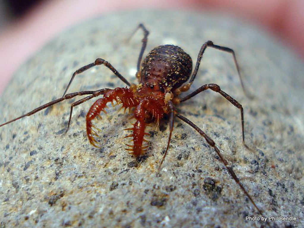 Harvestmen Wallpapers