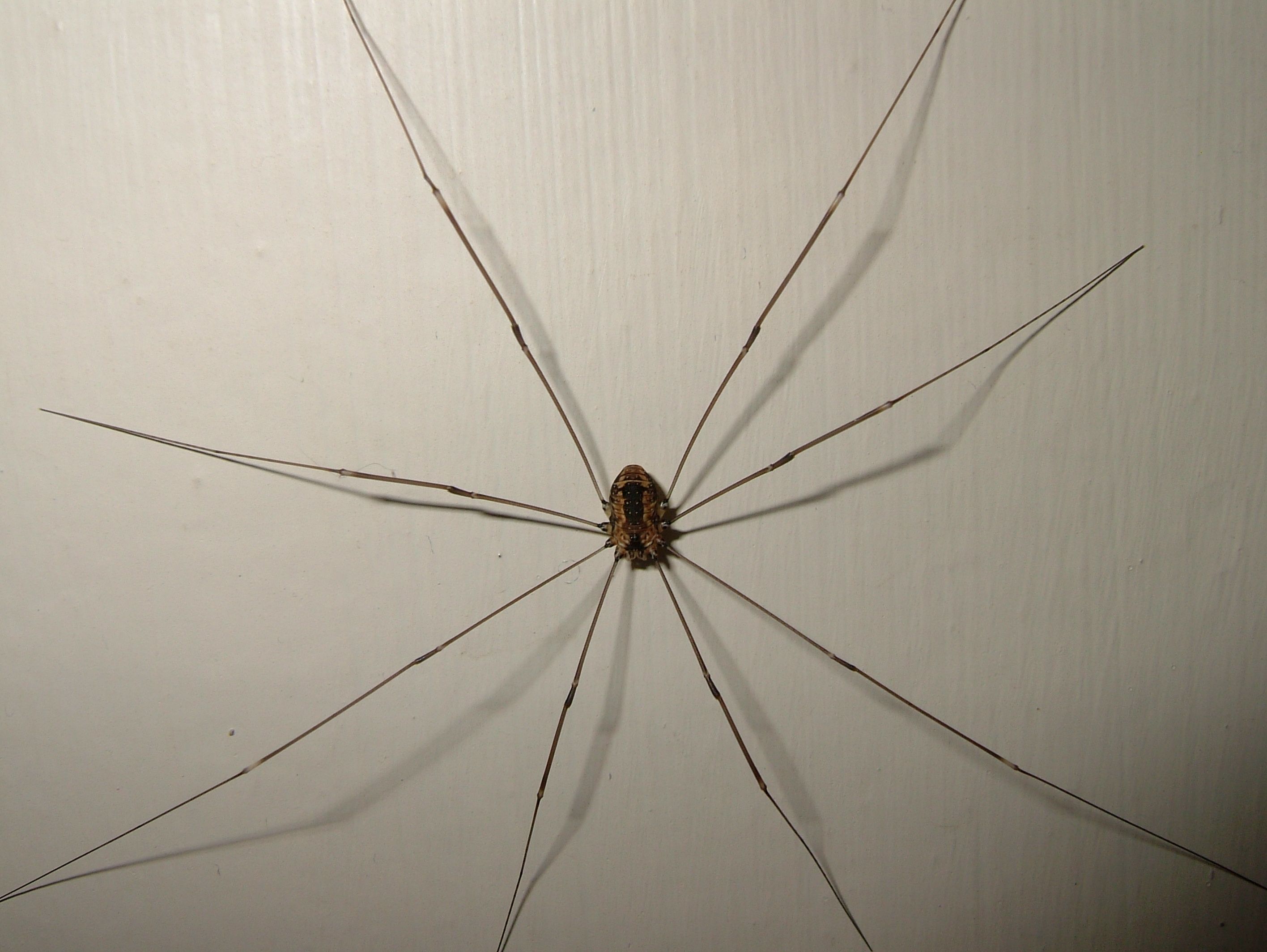 Harvestmen Wallpapers