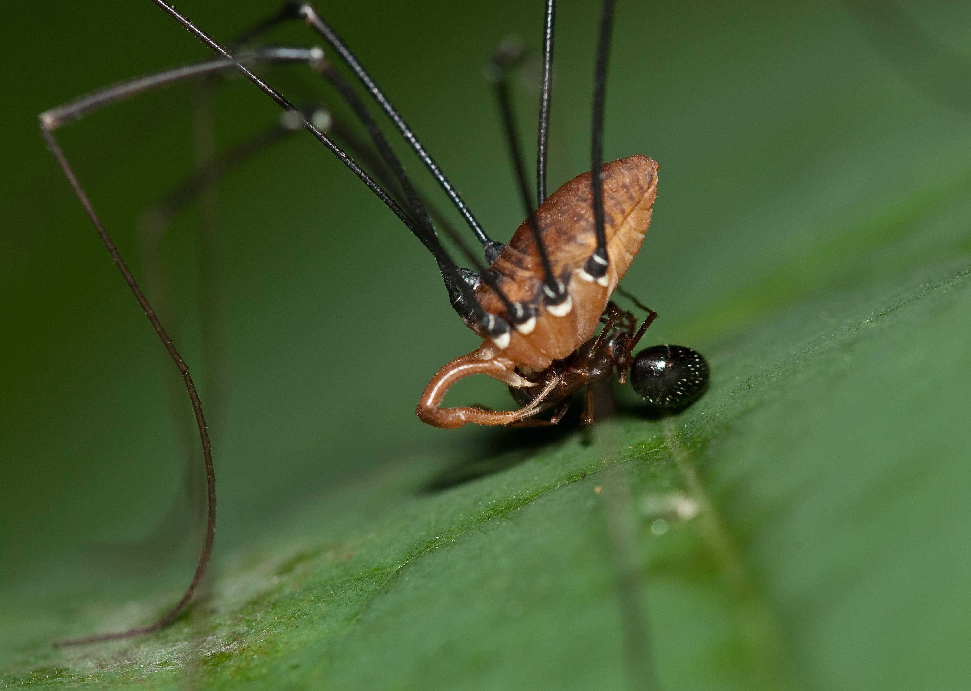 Harvestmen Wallpapers