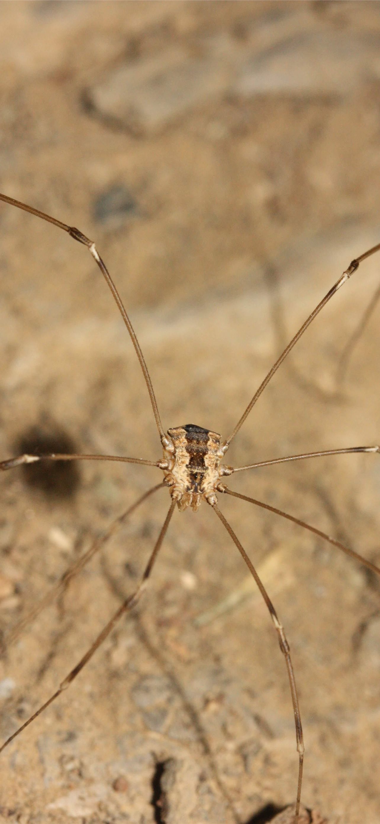 Harvestmen Wallpapers