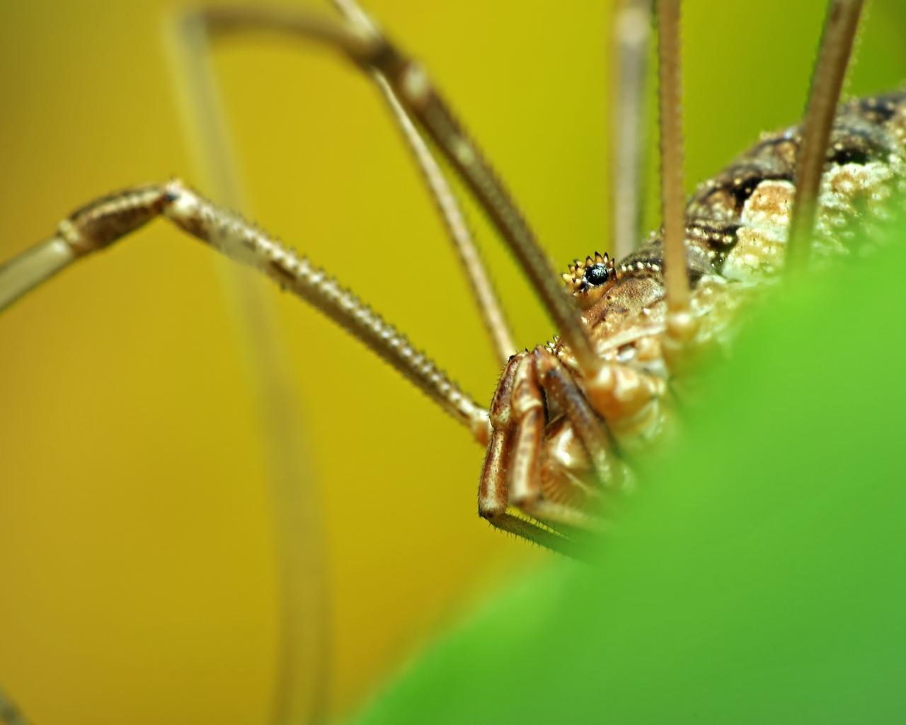 Harvestmen Wallpapers