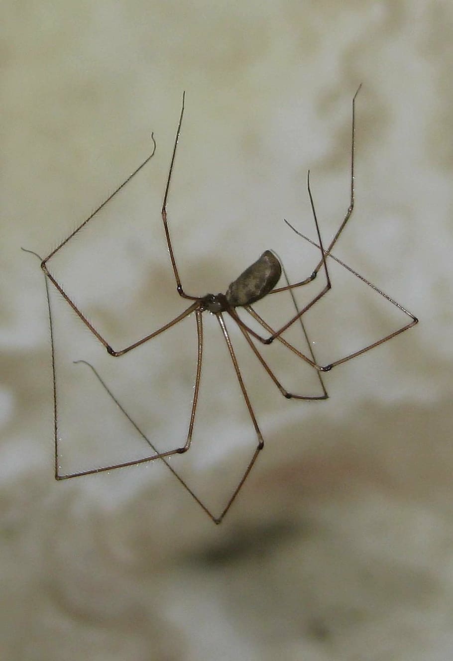 Harvestmen Wallpapers