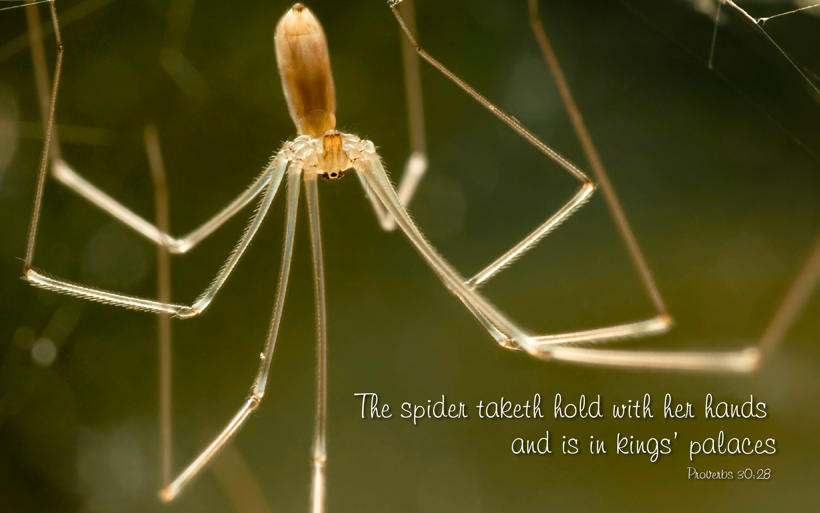 Harvestmen Wallpapers