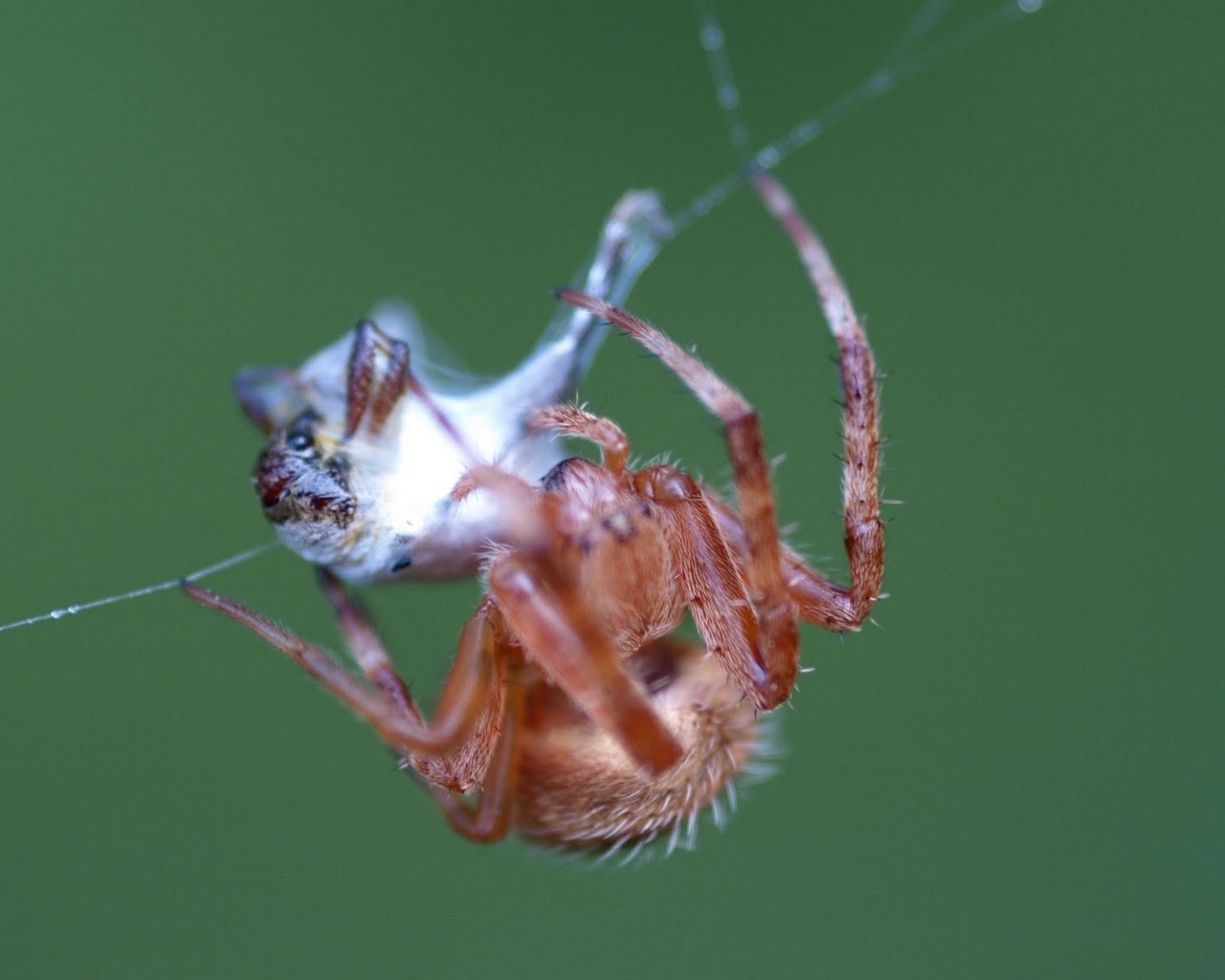 Harvestmen Wallpapers