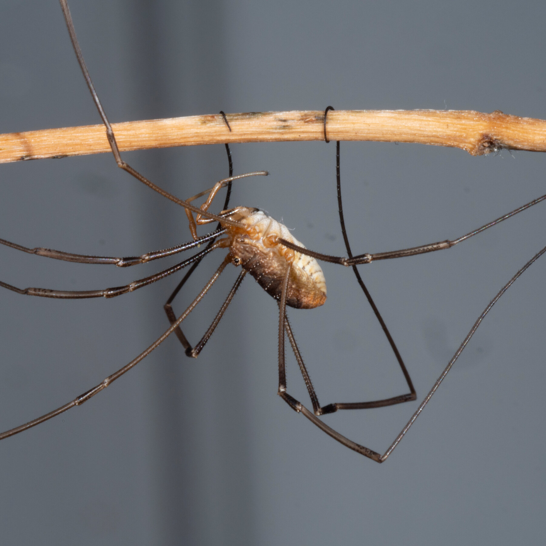 Harvestmen Wallpapers