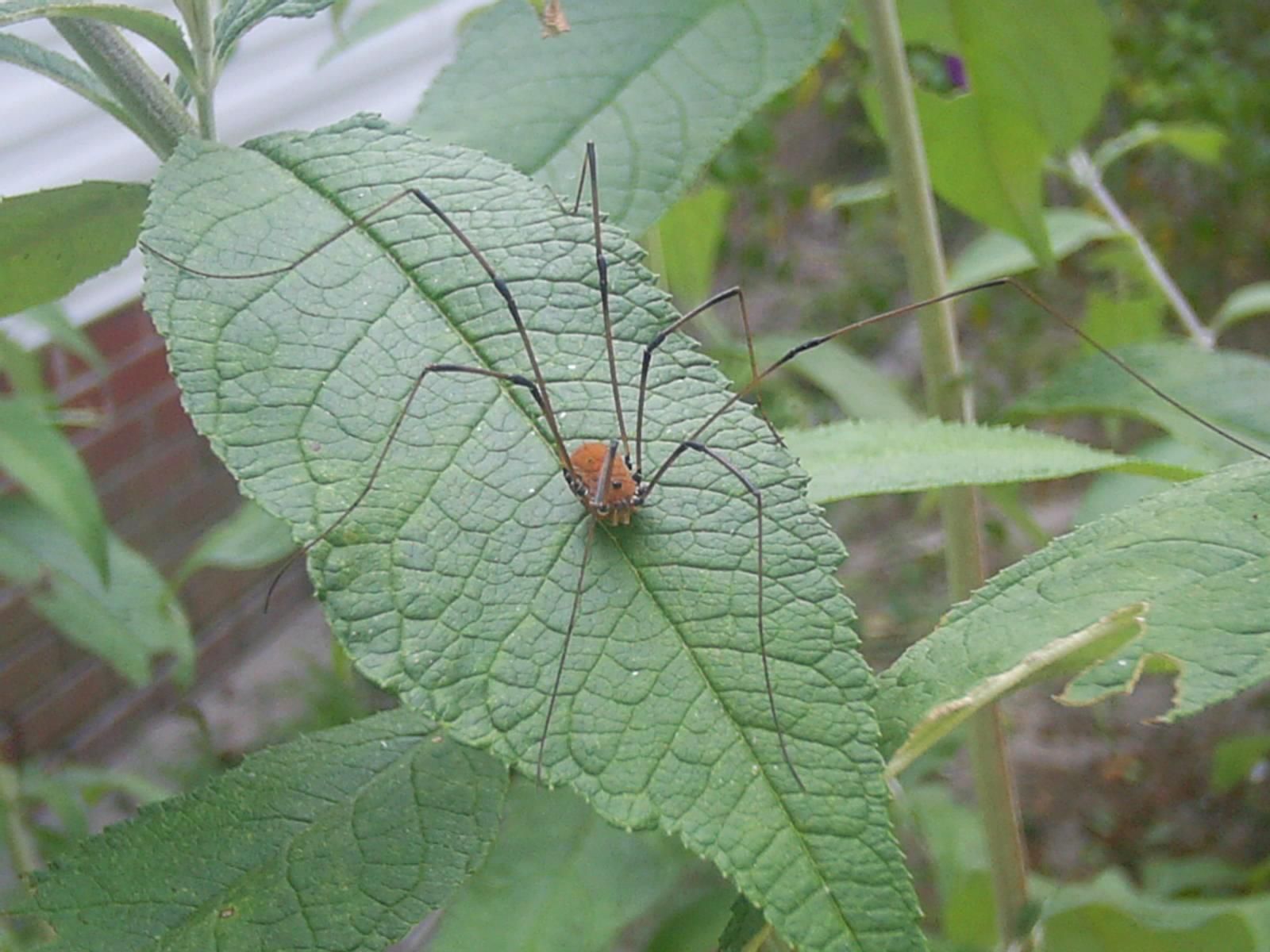 Harvestmen Wallpapers