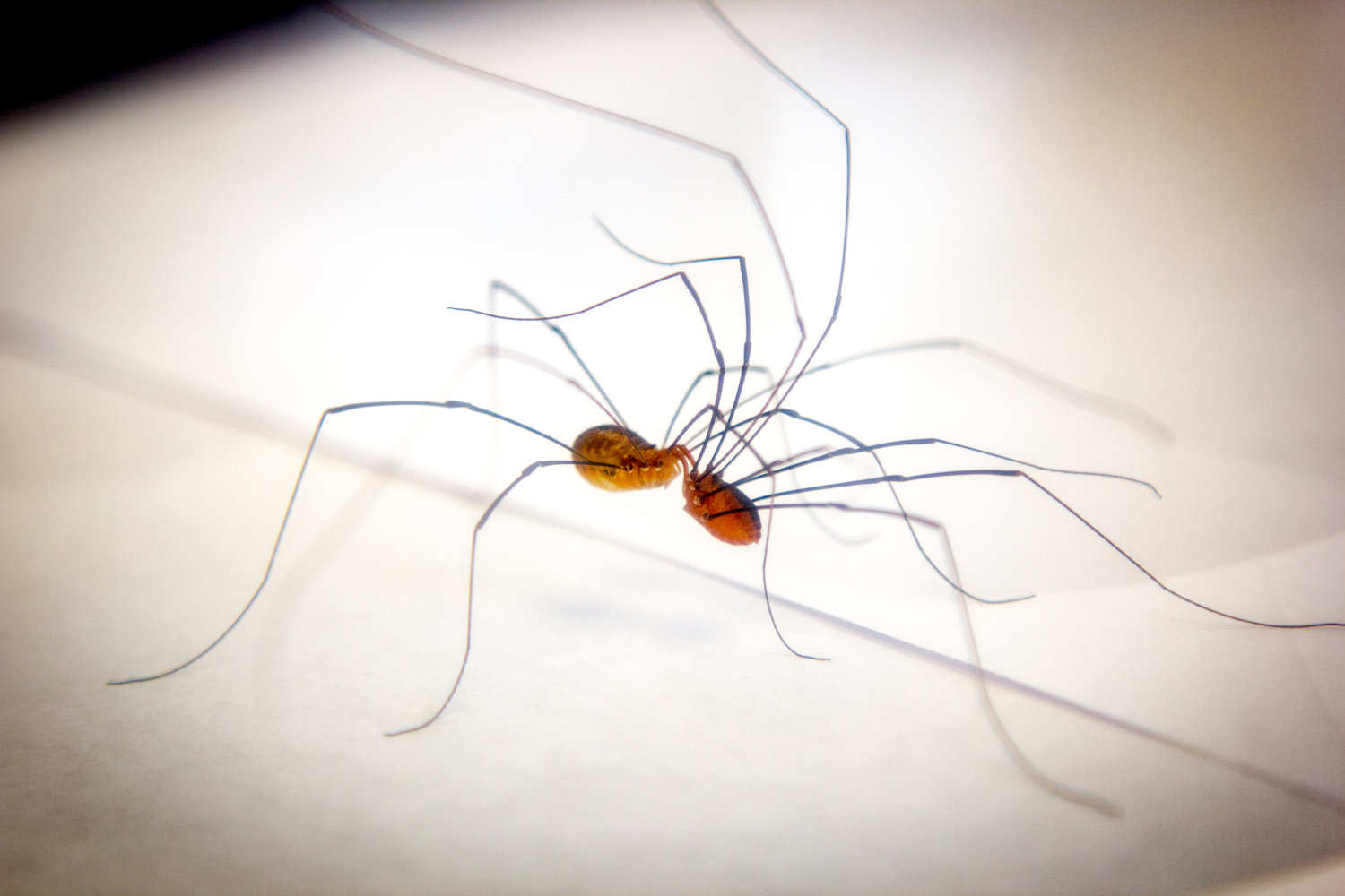 Harvestmen Wallpapers