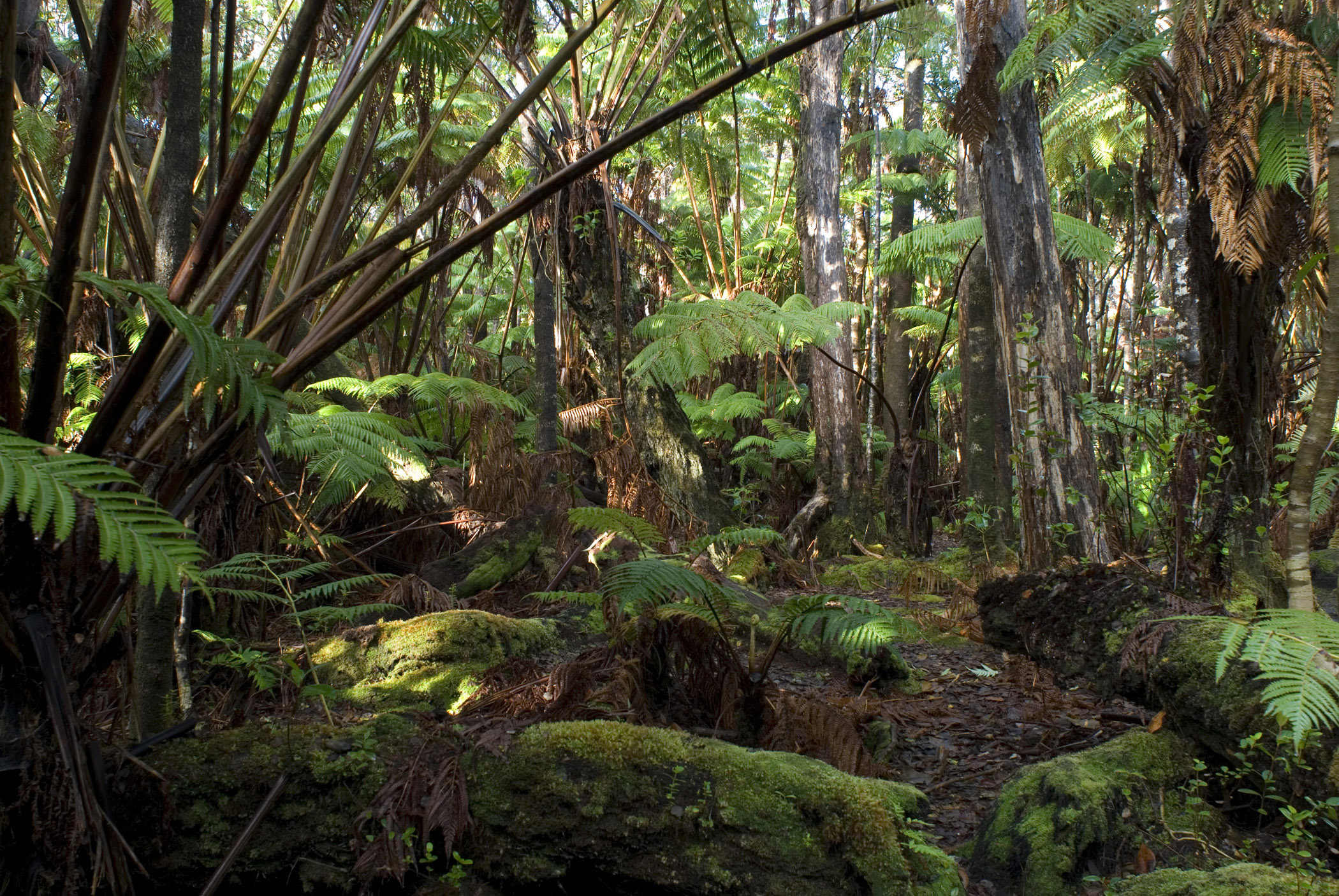 Hawaii Forest Wallpapers