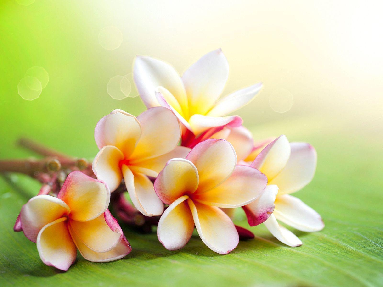 Hawaiian Floral Wallpapers