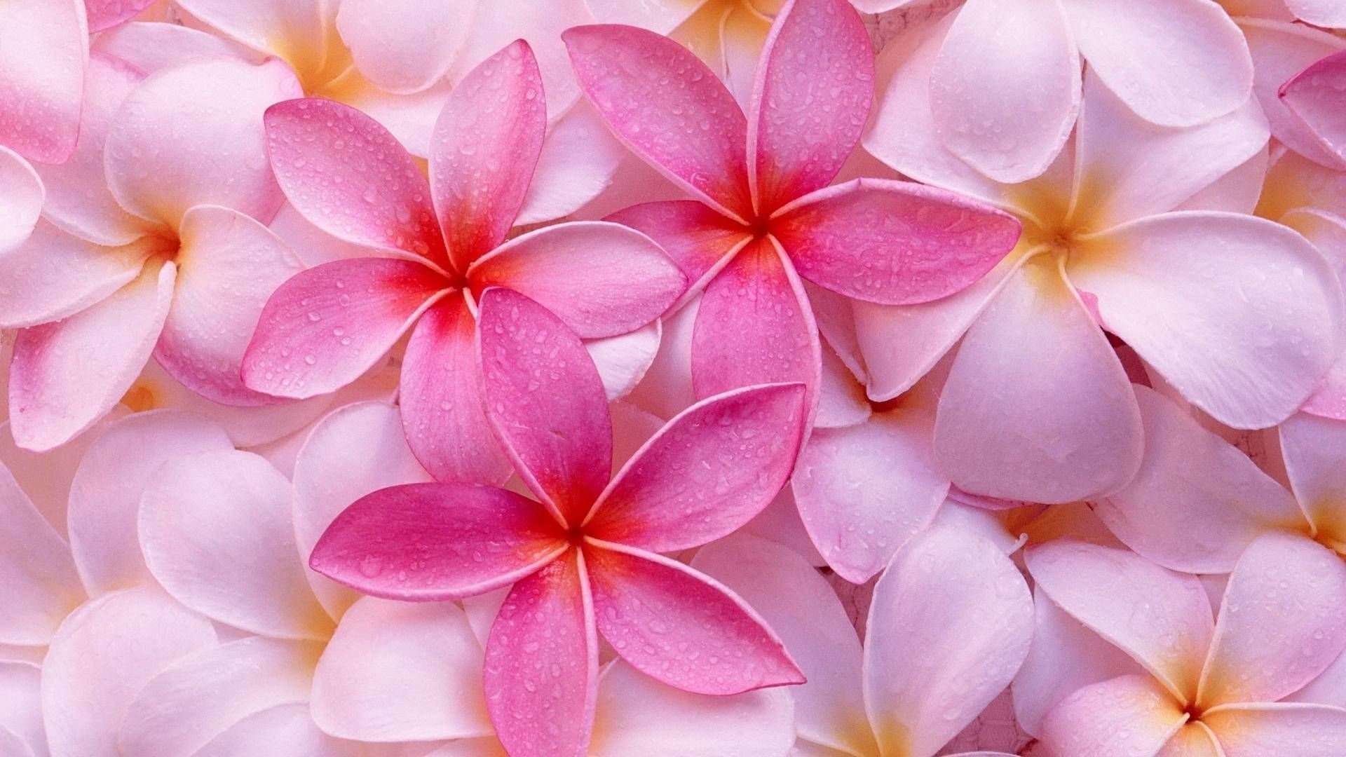 Hawaiian Floral Wallpapers