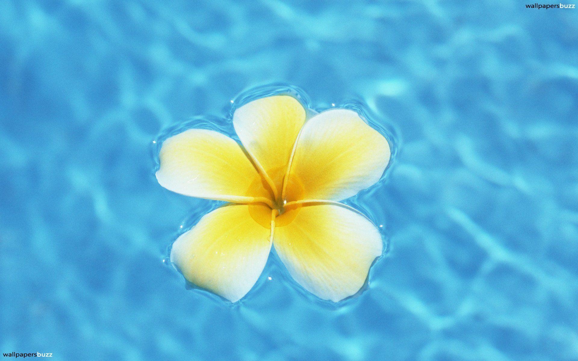 Hawaiian Floral Wallpapers