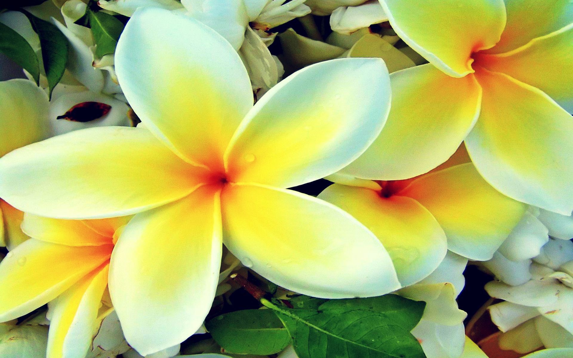 Hawaiian Floral Wallpapers