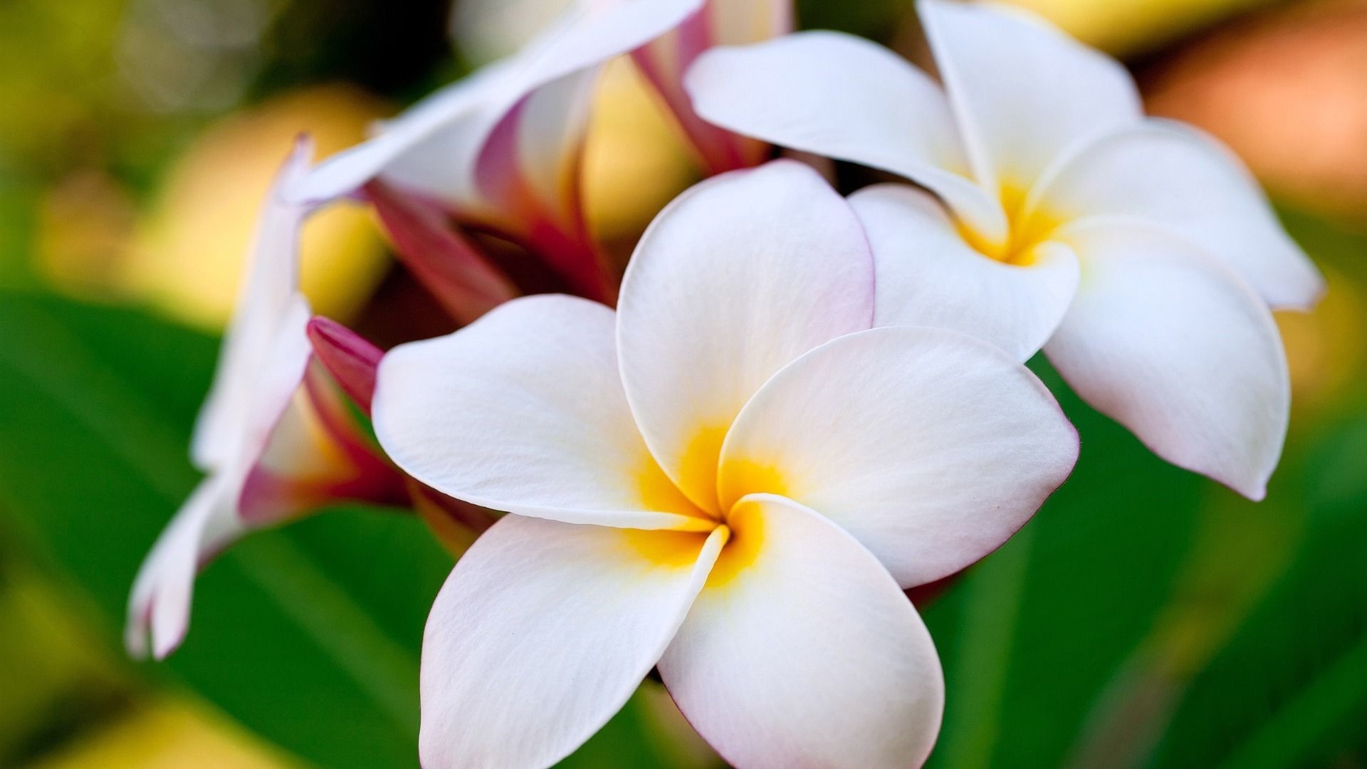 Hawaiian Floral Wallpapers