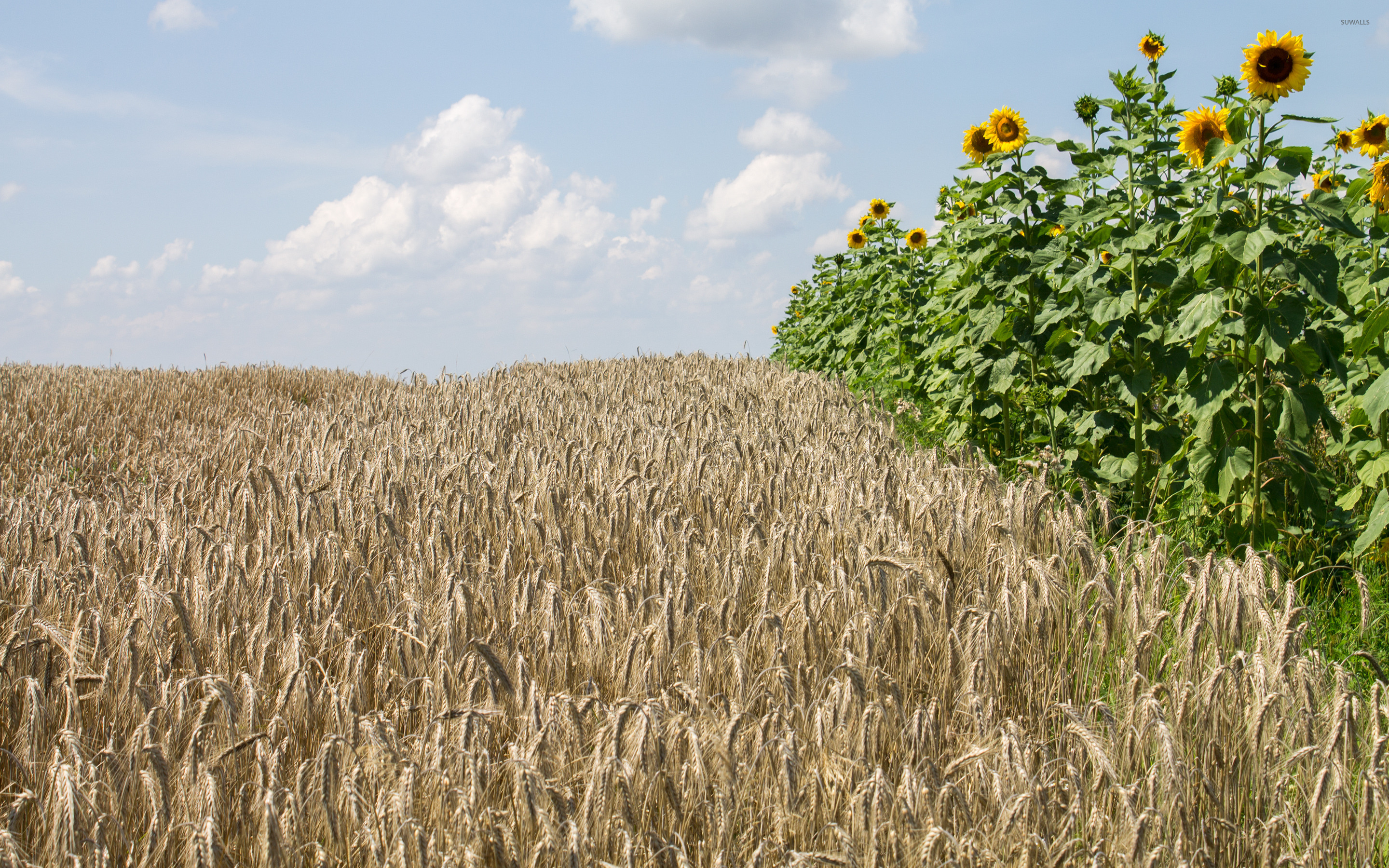 Haystack 4K Field Wallpapers